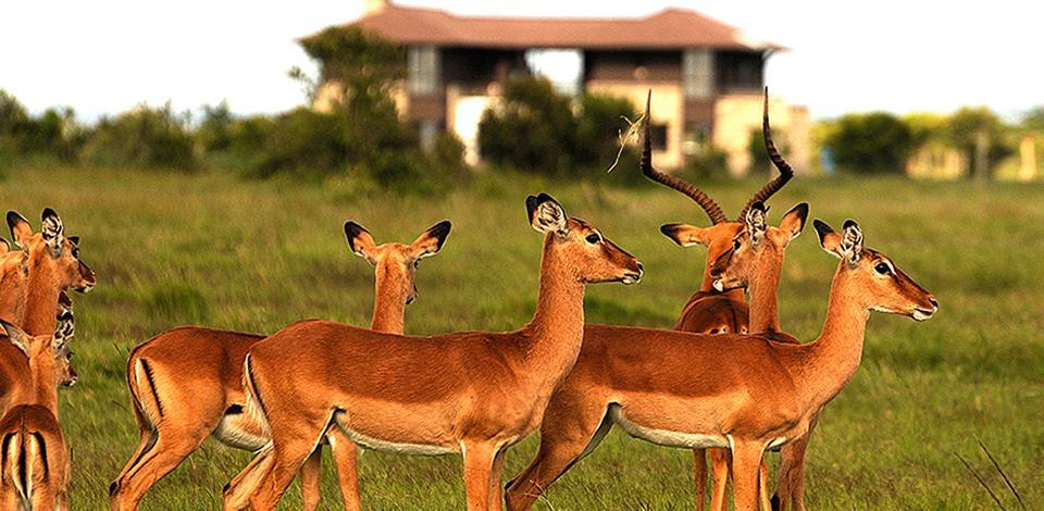 Ol Pejeta Holiday Villas Nanyuki Exterior photo